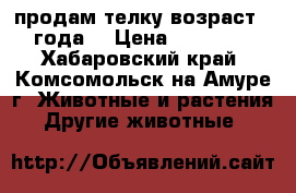 продам телку возраст 2 года  › Цена ­ 80 000 - Хабаровский край, Комсомольск-на-Амуре г. Животные и растения » Другие животные   